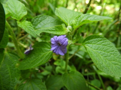 Browallia americana