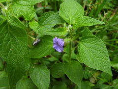 Browallia americana