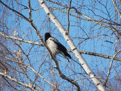 Corvus cornix