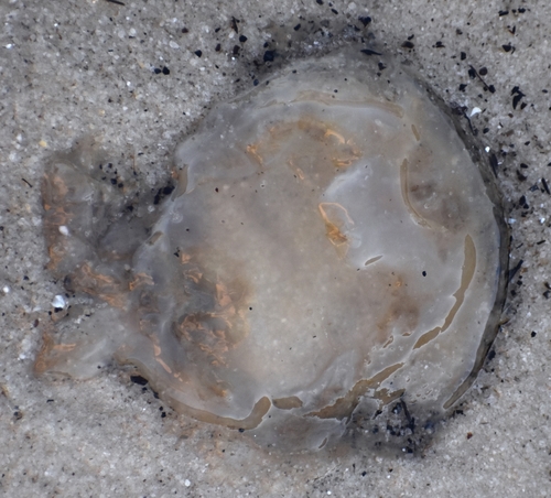 Mushroom Jelly photographed in Mississippi