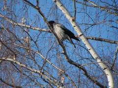 Corvus cornix