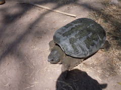 Chelydra rossignonii