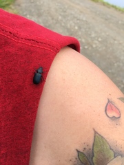 Platycerus oregonensis