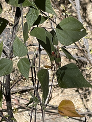 Rhynchosia precatoria