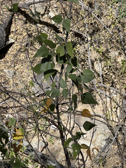 Rhynchosia precatoria