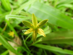 Hypoxis decumbens