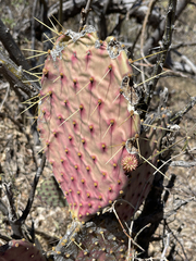Opuntia caboensis