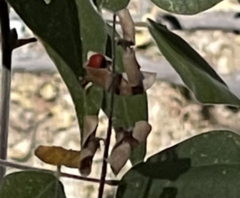 Rhynchosia precatoria