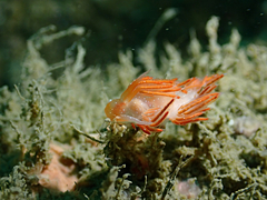 Sakuraeolis enosimensis