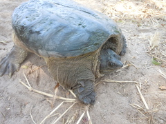Chelydra rossignonii