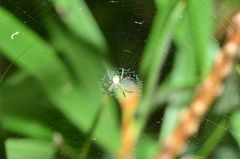 Argiope keyserlingi