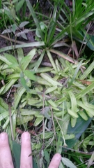 Pinguicula primuliflora