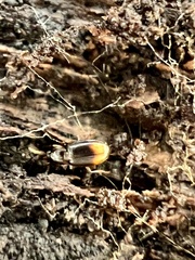 Mioptachys flavicauda