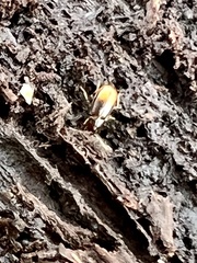 Mioptachys flavicauda