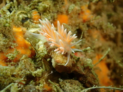 Sakuraeolis sakuracea