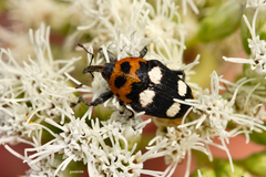 Megabaris quadriguttata
