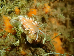 Sakuraeolis sakuracea