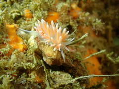 Sakuraeolis sakuracea