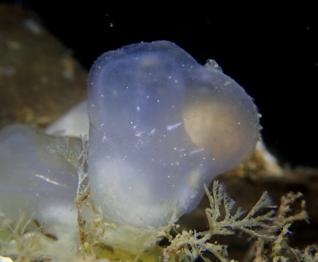 Ascidian