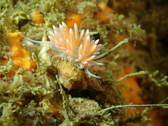 Sakuraeolis sakuracea