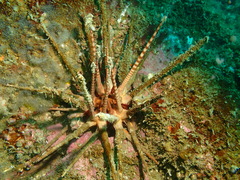 Prionocidaris baculosa