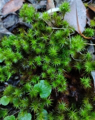 Dendroligotrichum dendroides