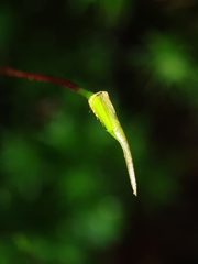 Dendroligotrichum dendroides