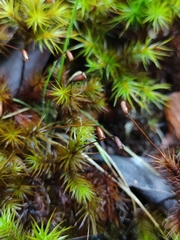Dendroligotrichum dendroides