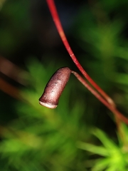 Dendroligotrichum dendroides