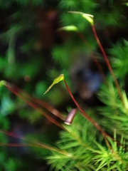 Dendroligotrichum dendroides