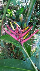 Heliconia mathiasiae