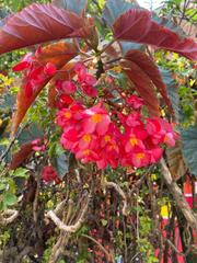 Begonia semperflorens-cultorum