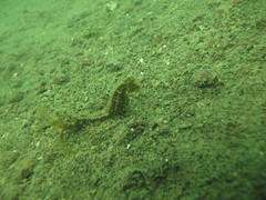 Hippocampus mohnikei