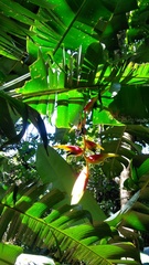 Heliconia platystachys