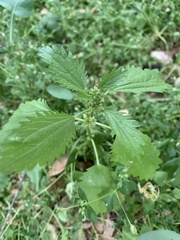 Hesperocnide tenella