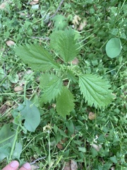 Hesperocnide tenella