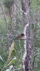 Calopteryx dimidiata