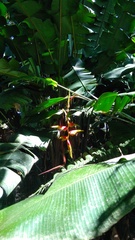 Heliconia platystachys