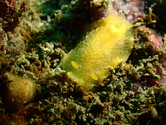 Doriopsilla miniata