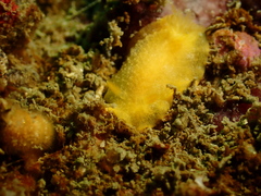 Doriopsilla miniata