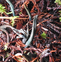 Microglossum nudipes