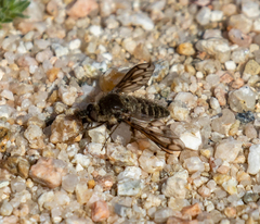 Conophorus fenestratus