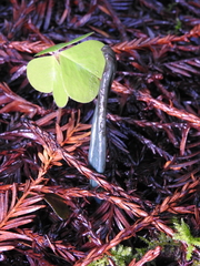 Microglossum nudipes