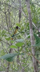 Calopteryx dimidiata