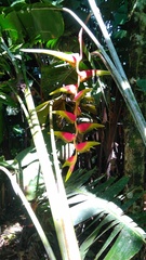 Heliconia platystachys