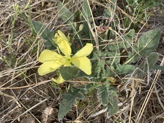 Oenothera primiveris primiveris