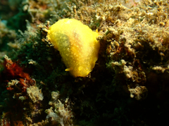 Doriopsilla miniata