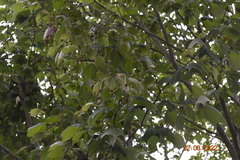 Platanus mexicana