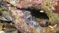 Phrikoceros