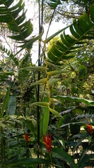 Heliconia chartacea
